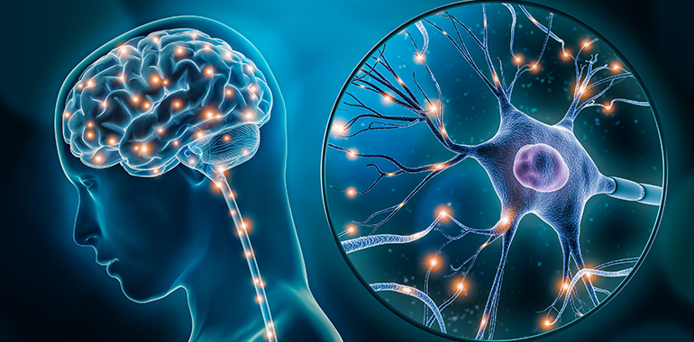 Brain nervous system